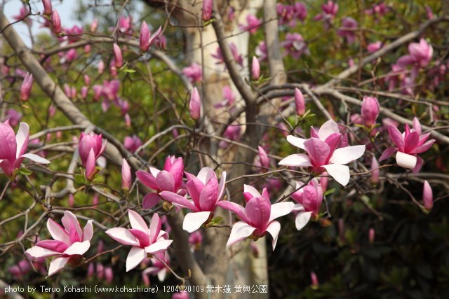 上海と無錫 撮影: 2012年3月~4月 1204020109 紫木蓮 黄興公園 photo