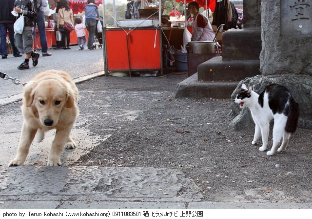 上野公園の猫さん達2012 0911083581 猫 ヒラメJRチビ 上野公園 photo