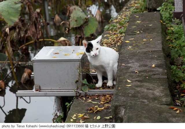 上野公園の猫さん達2012 0911123660 猫 ヒラメJR 上野公園 photo