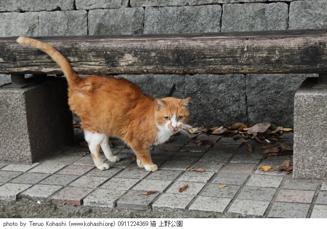 上野公園の猫さん達2012 0911224369 猫 上野公園 photo
