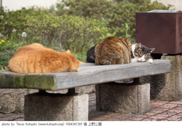 上野公園の猫さん達2012 1004241201 猫 上野公園 photo