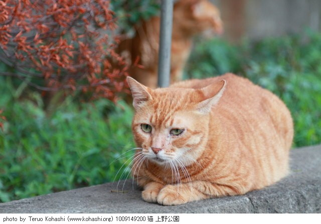 上野公園の猫さん達12 Kohashi Org