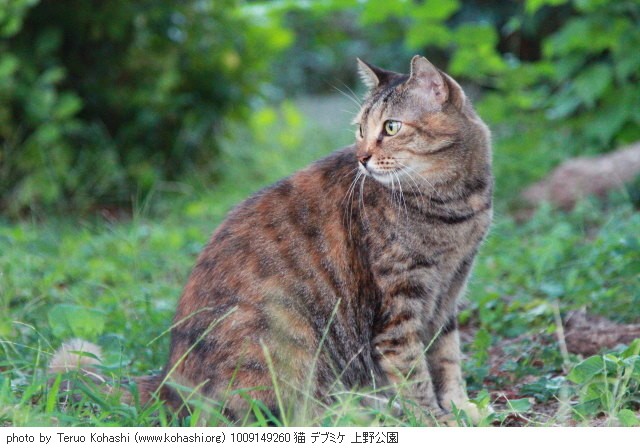 上野公園の猫さん達2012 1009149260 猫 デブミケ 上野公園 photo