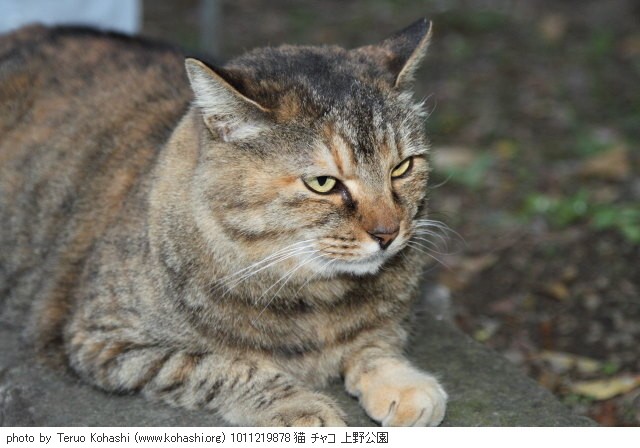 上野公園の猫さん達2012 1011219878 猫 チャコ 上野公園 photo