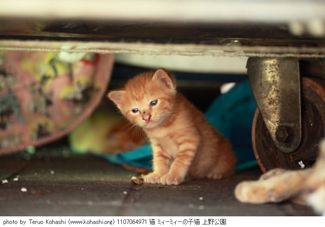 上野公園の猫さん達2012 1107064971 猫 ミィーミィーの子猫 上野公園 photo