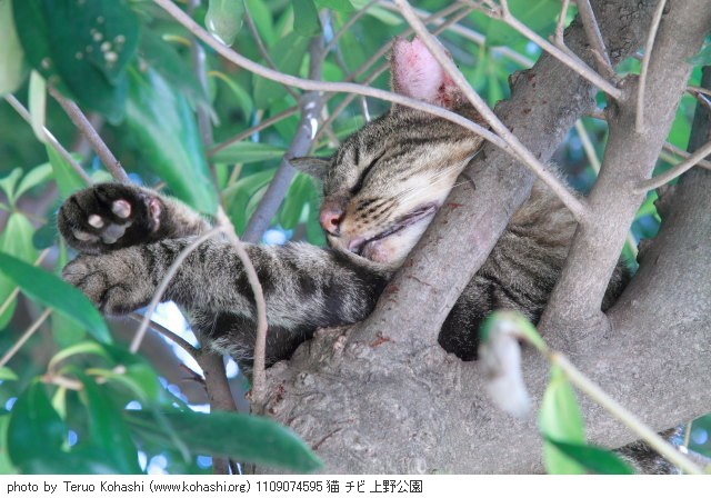 上野公園の猫さん達2012 1109074595 猫 チビ 上野公園 photo
