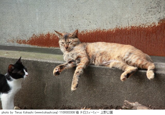 上野公園の猫さん達2012 1109303308 猫 チビとミィーミィー 上野公園 photo