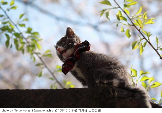 上野公園の猫さん達2012 1204121519 猫 花見猫 上野公園 photo