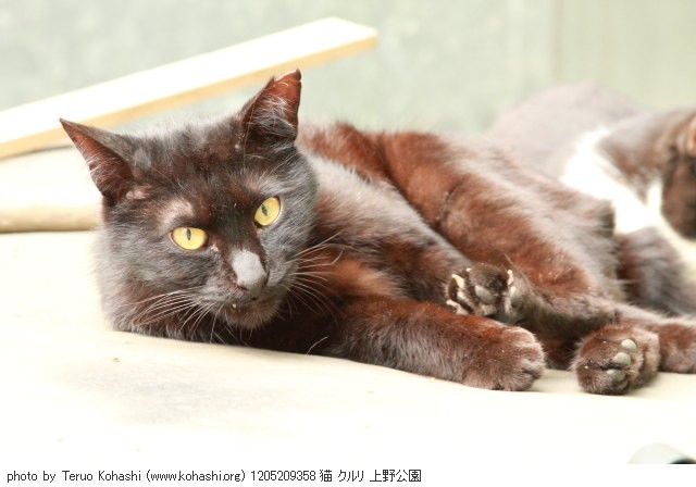 上野公園の猫さん達2012 1205209358 猫 クルリ 上野公園 photo