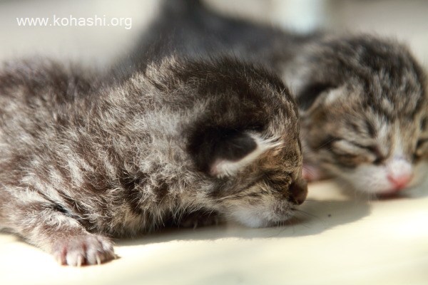 2010-09-05に保護された子猫二匹